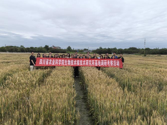 院生核所开展小麦生物育种技术研究 生物技术与核技术融合推动农业创新